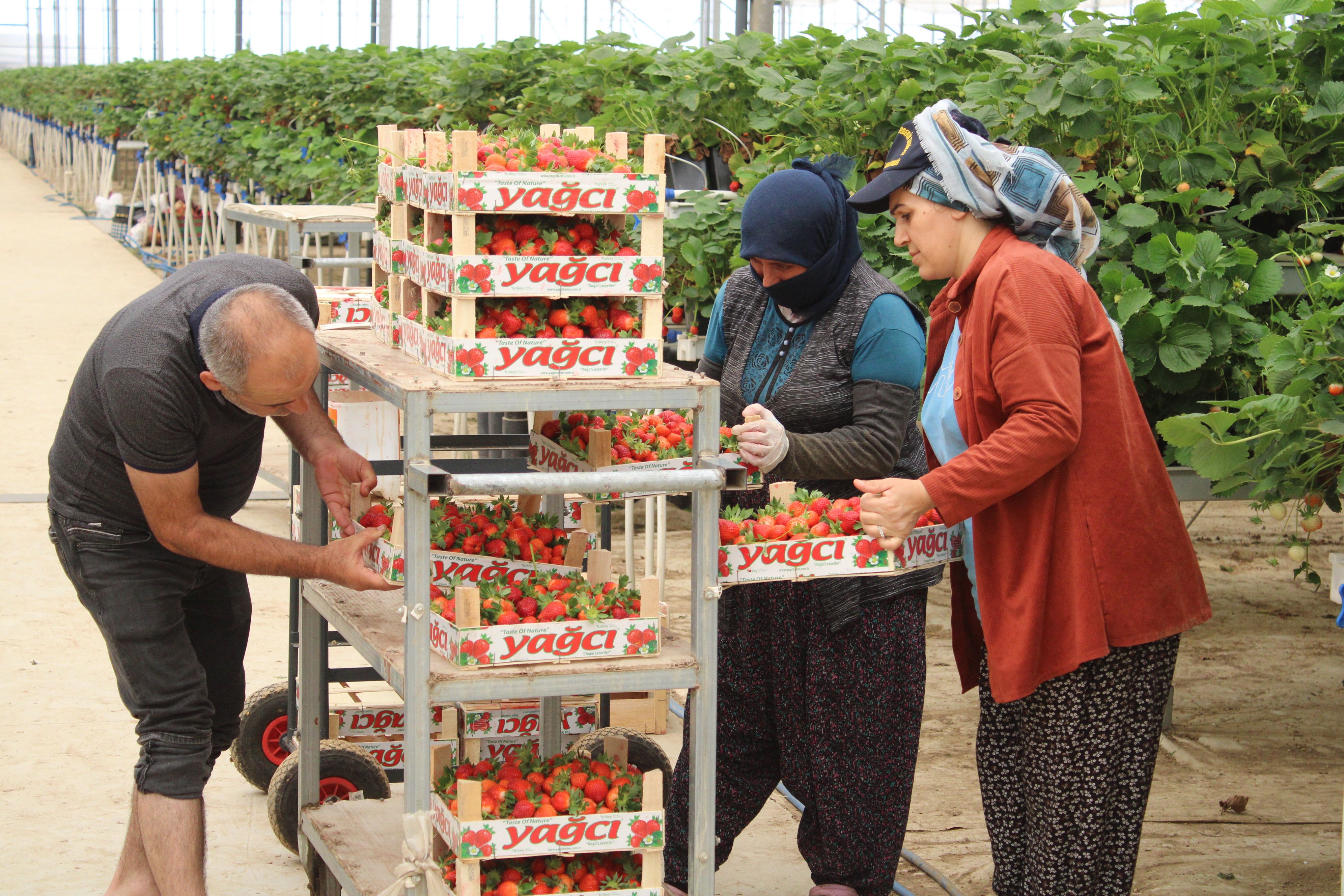 20 yaşında topraksız çilek üretimine başladı