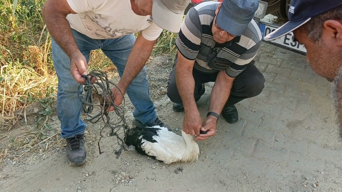 İpe takılan leylek boğulmaktan son anda kurtuldu 