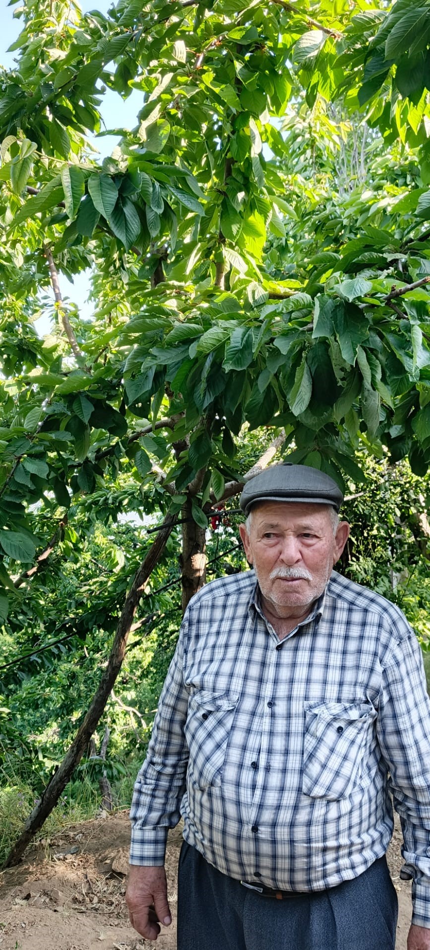 Aydın’da meyve yokluğu yaşanıyor 