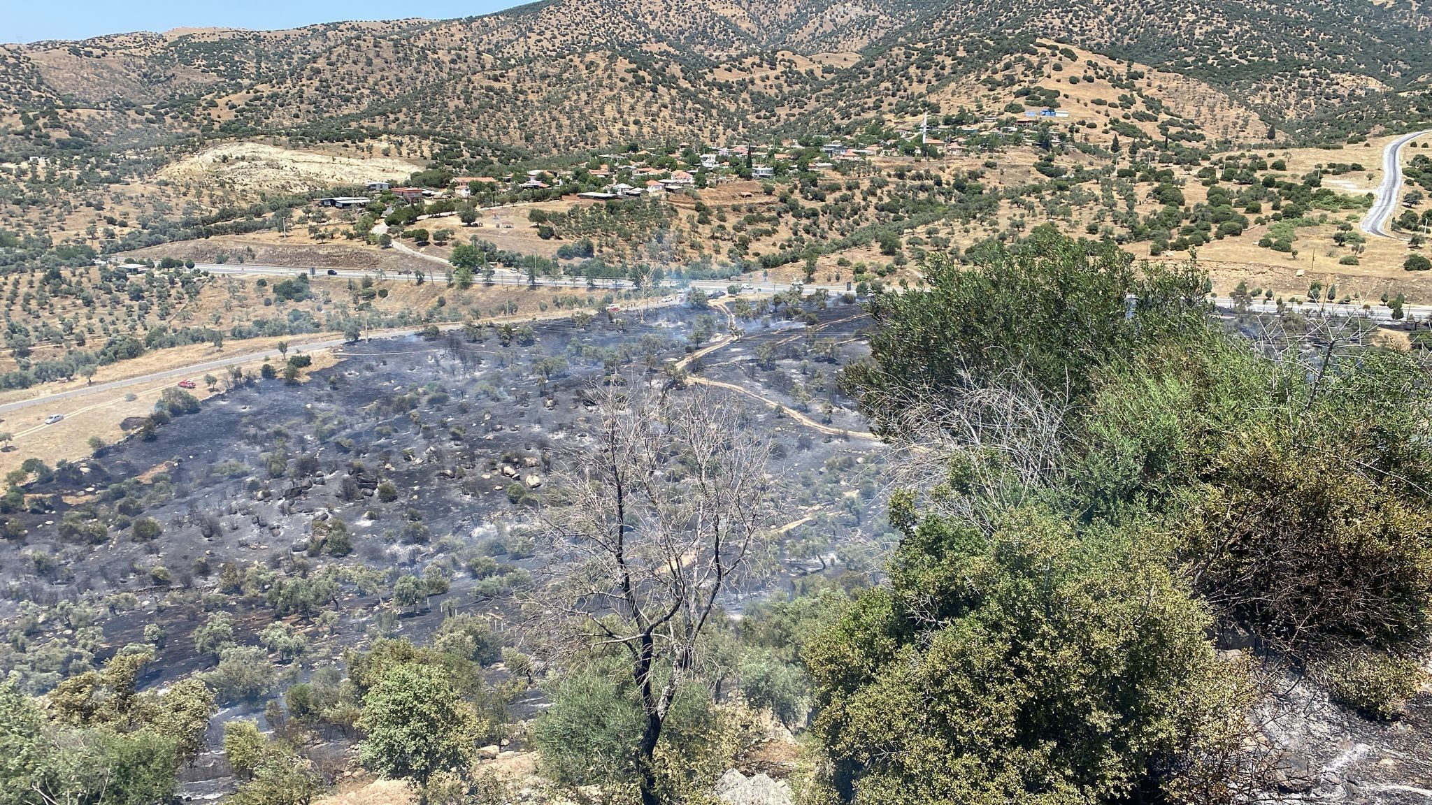 Aydın’da zeytinlik alanda korkutan yangın! Ekipler kısa sürede müdahale etti