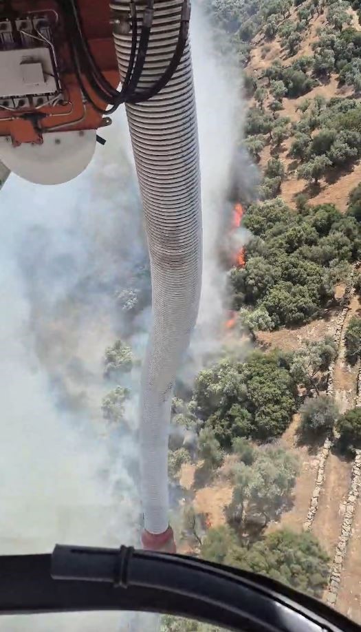 Söke'de 20 hektar zeytinlik yandı: Ekiplerden 8 saatlik mücadele 