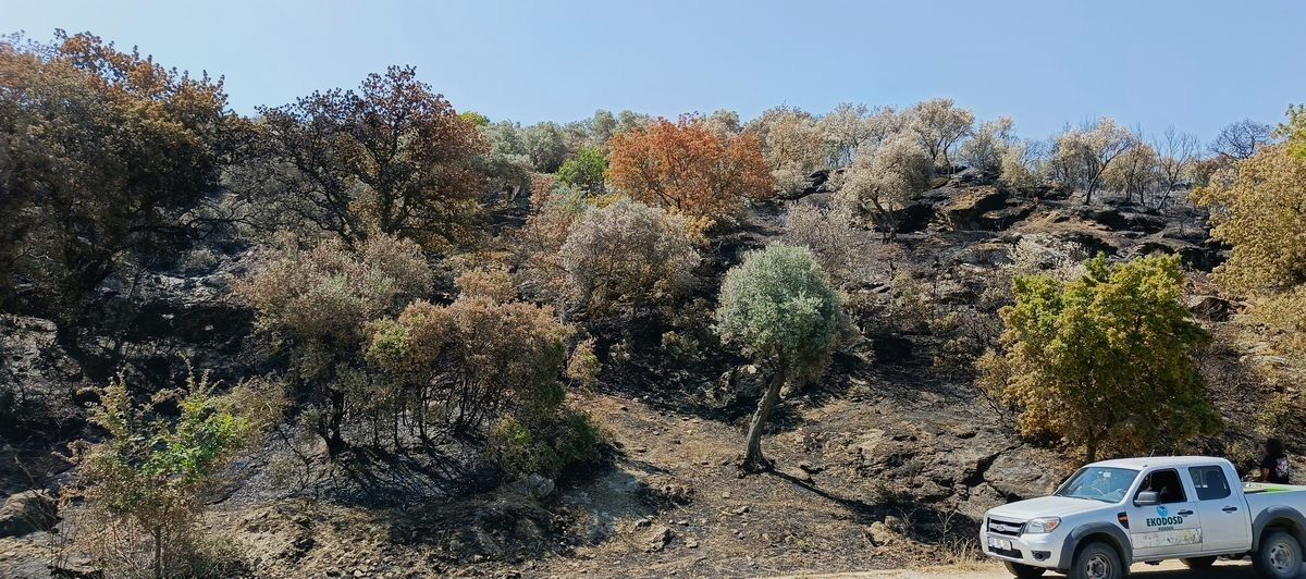 Aydın’da asırlık zeytin ağacı küle döndü