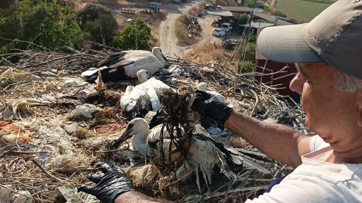 Aydınlı çevrecilerden uyarı! Doğaya atılan ipler leylekleri tehdit ediyor