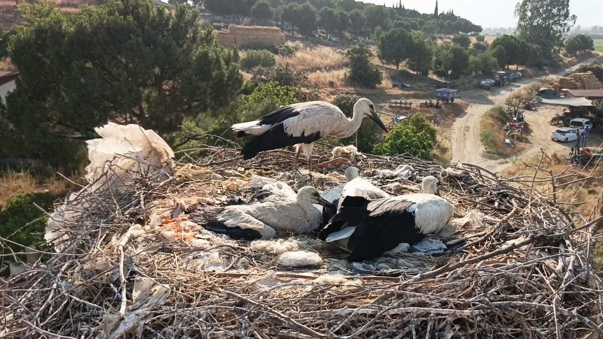 Aydınlı çevrecilerden uyarı! Doğaya atılan ipler leylekleri tehdit ediyor