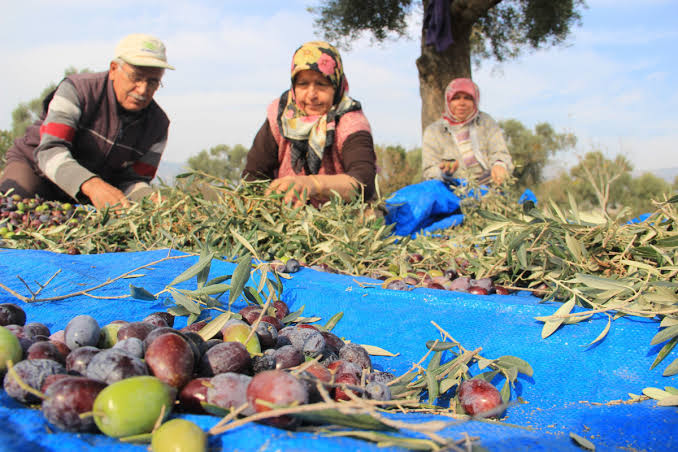 Baskan Kendirlioglu Zeytin Yasasini Degerlendirdi Zeytinliklerimizi Korumaliyiz 578224 E70142B708D9B1A81417Da2Dc46A6F94