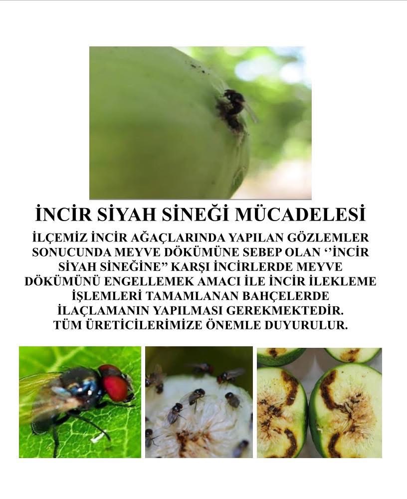 Nazilli’de incir üreticilerine uyarı: Siyah sineğe karşı ilaçlama zamanı