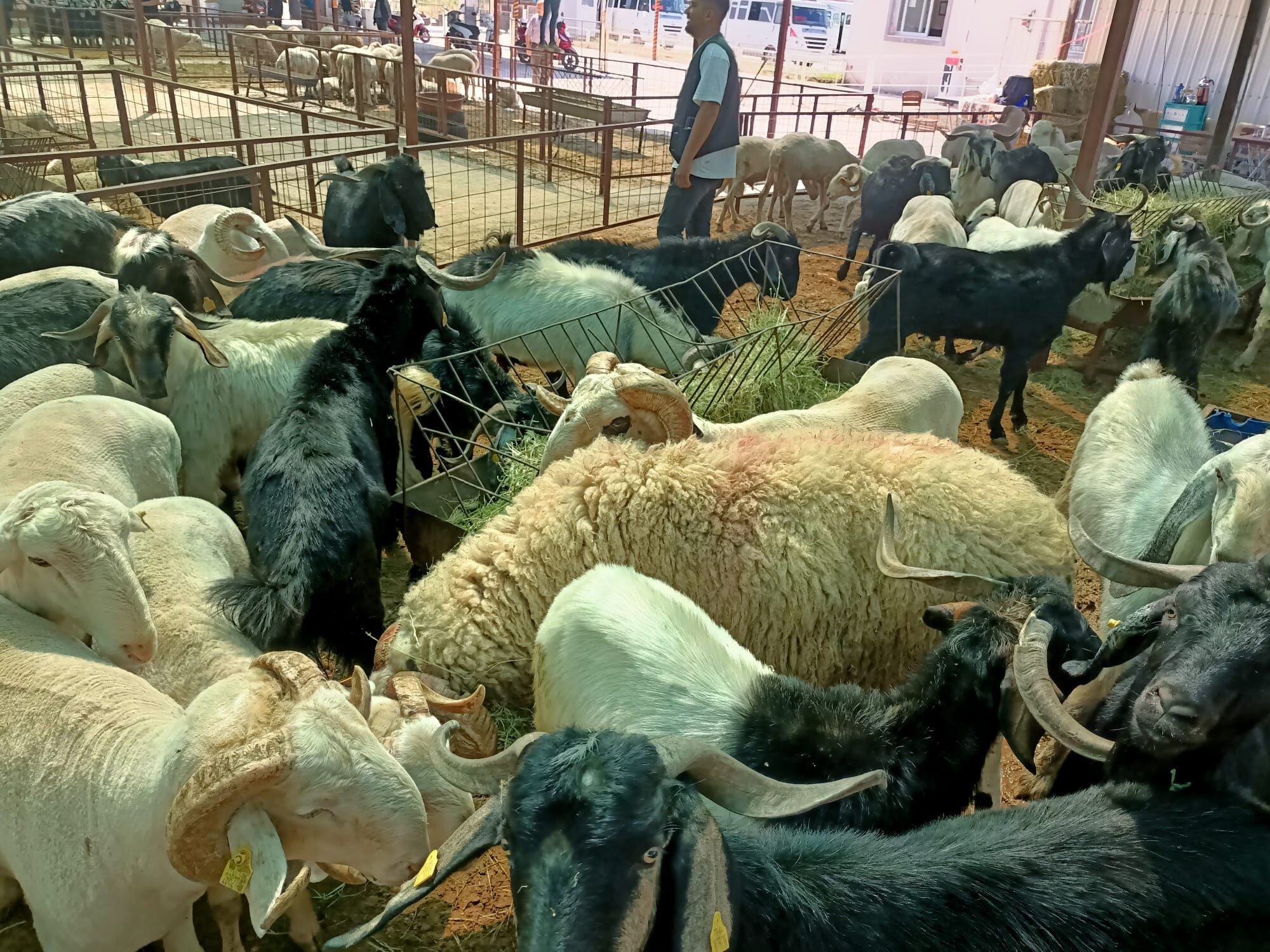 Nazilli’nin şampiyon koçu: Hayvan Pazarı'nın en büyüğü tam 150 kilogram