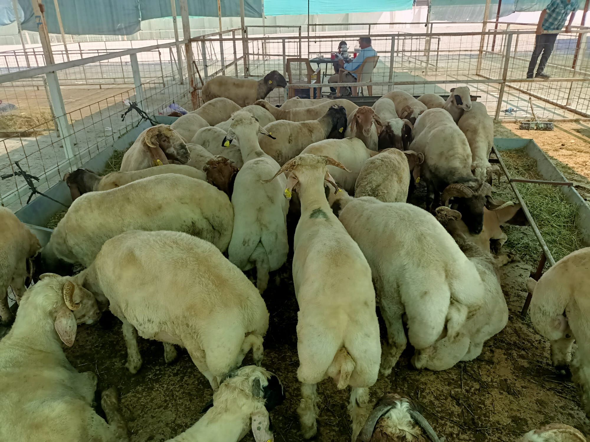 Nazilli’nin şampiyon koçu: Hayvan Pazarı'nın en büyüğü tam 150 kilogram