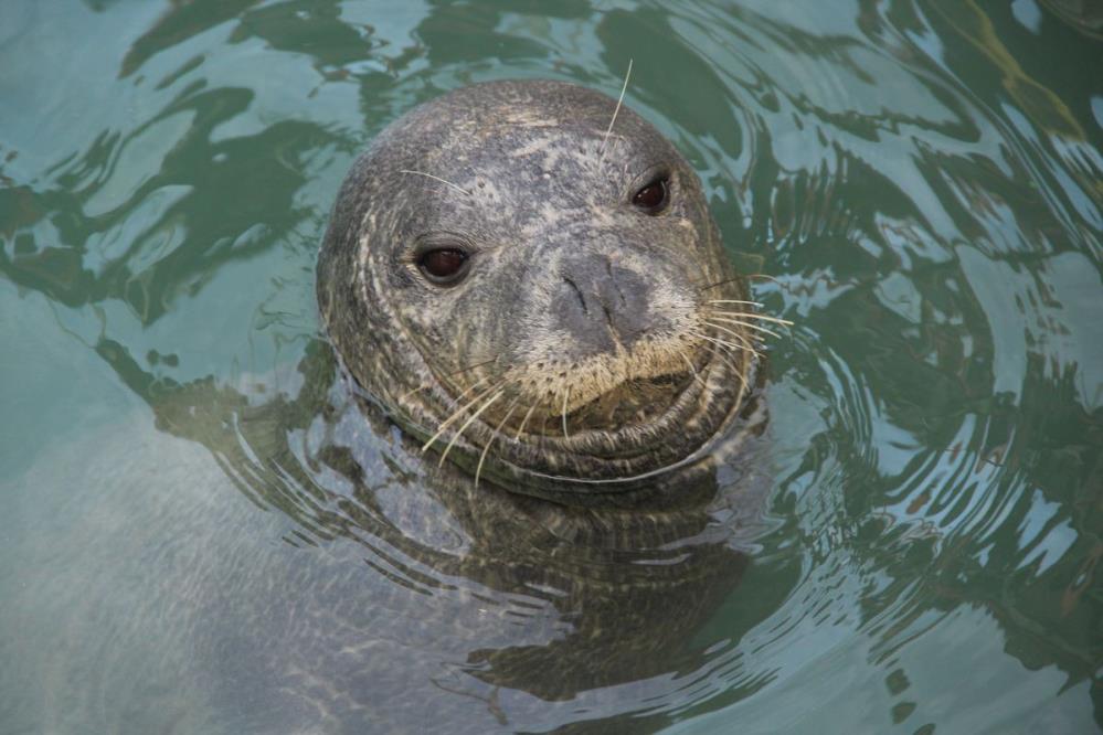Dünya üzerine titriyor! O Aydın'ın Kuşadası ilçesinde görüldü