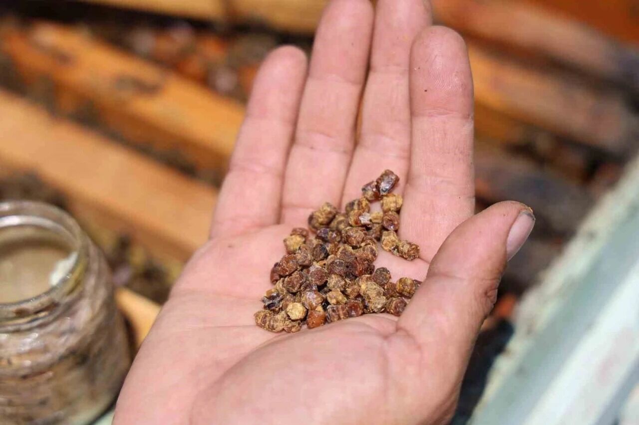 Geçmişte çöpe atılırken şimdi gelir kapısı oldu! Kilosunu 3 bin liradan satıp para kazanıyorlar