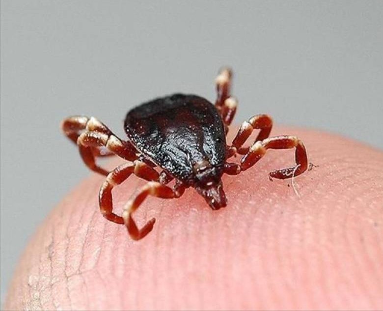 Ölümcül vakalarda dikkat çeken artış! Vatandaşlara 45 gün uyarısı yapıldı