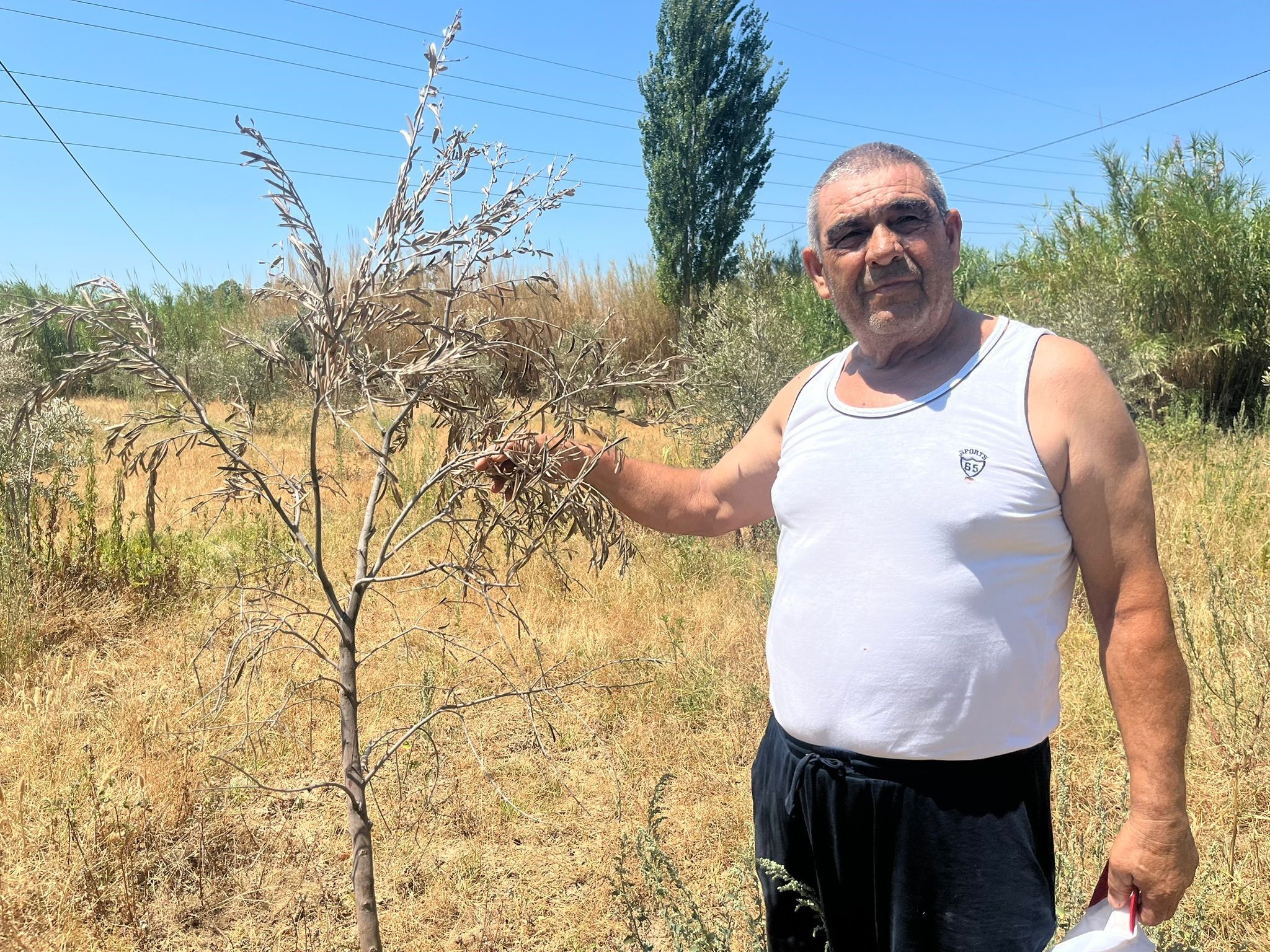İkizdere Barajı kurudu: Bitkiler yok olma tehlikesiyle karşı karşıya kaldı