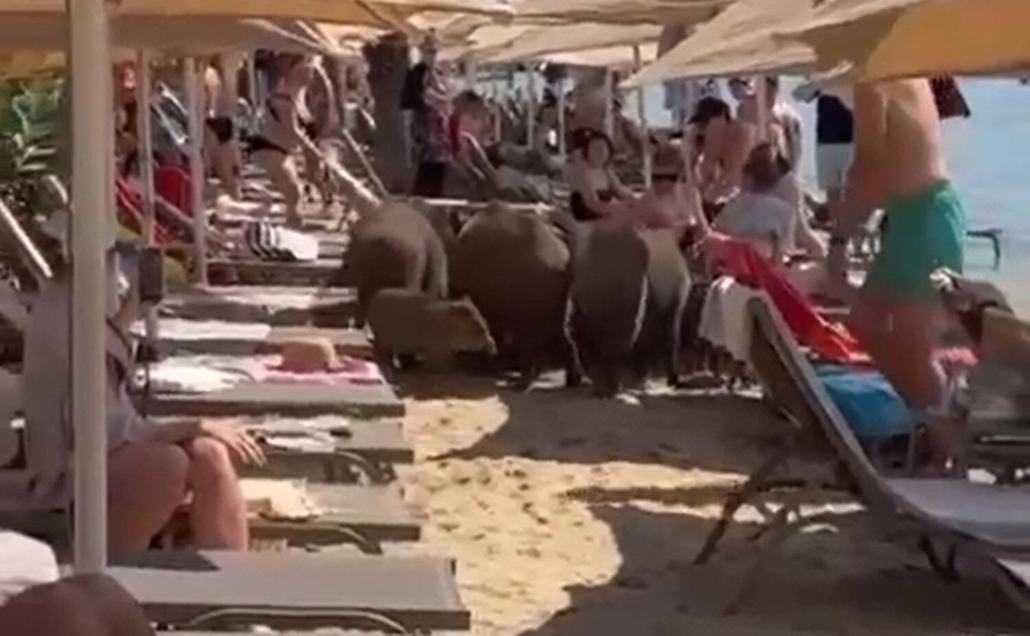 Kavurucu sıcaklar domuzların dengesini bozdu! Turistik ilçede yemek aramayı bırakıp bunu yapmaya başladılar