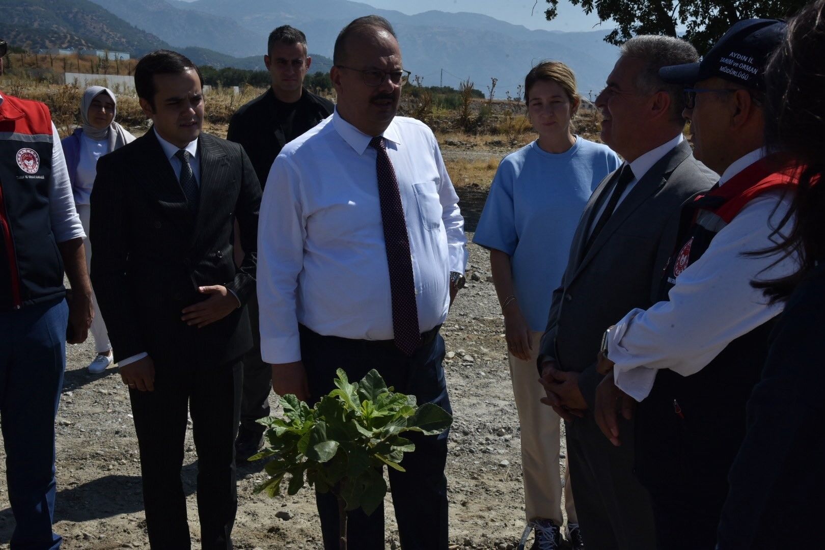 Aydın’da incir hasadı başladı: İncir hasadına Vali Canbolat katıldı