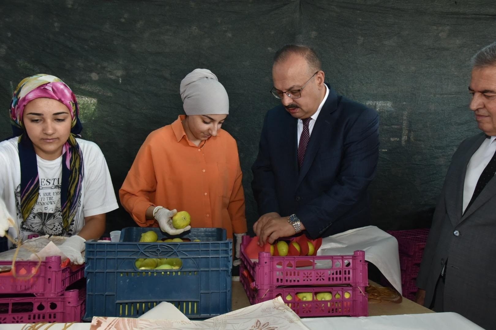 Aydın’da incir hasadı başladı: İncir hasadına Vali Canbolat katıldı