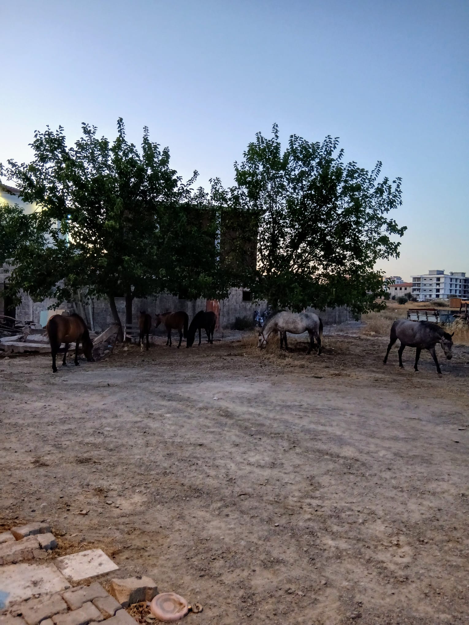 Alevlerden bir  efsane çıktı! Cehennem ateşinden "dörtnala" kaçtılar