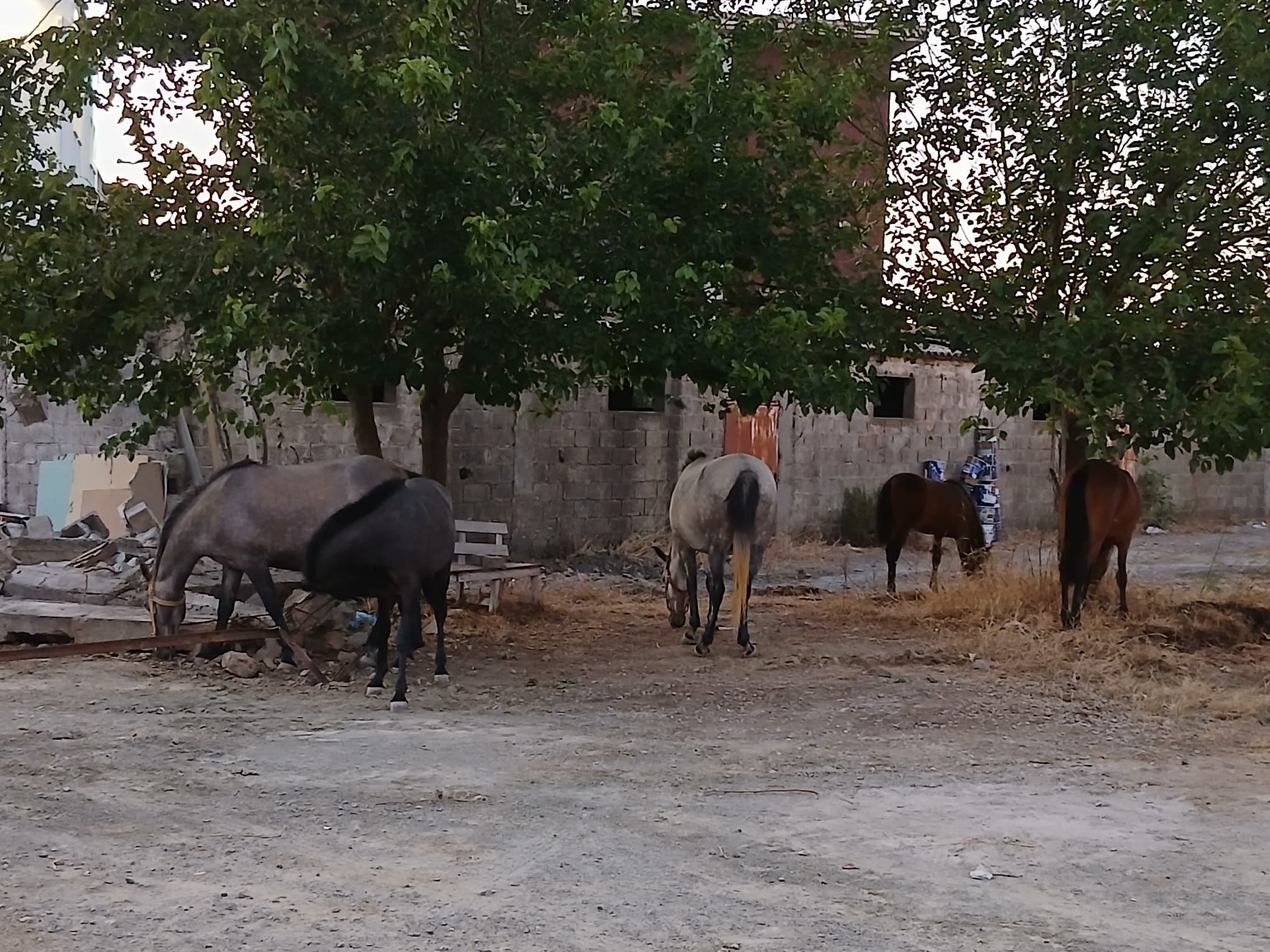 Alevlerden bir  efsane çıktı! Cehennem ateşinden "dörtnala" kaçtılar