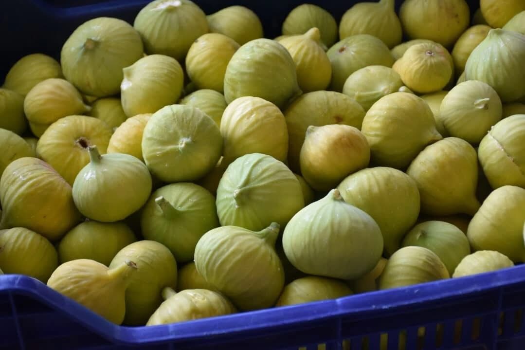 Aydın, dünya incir üretiminde zirvede