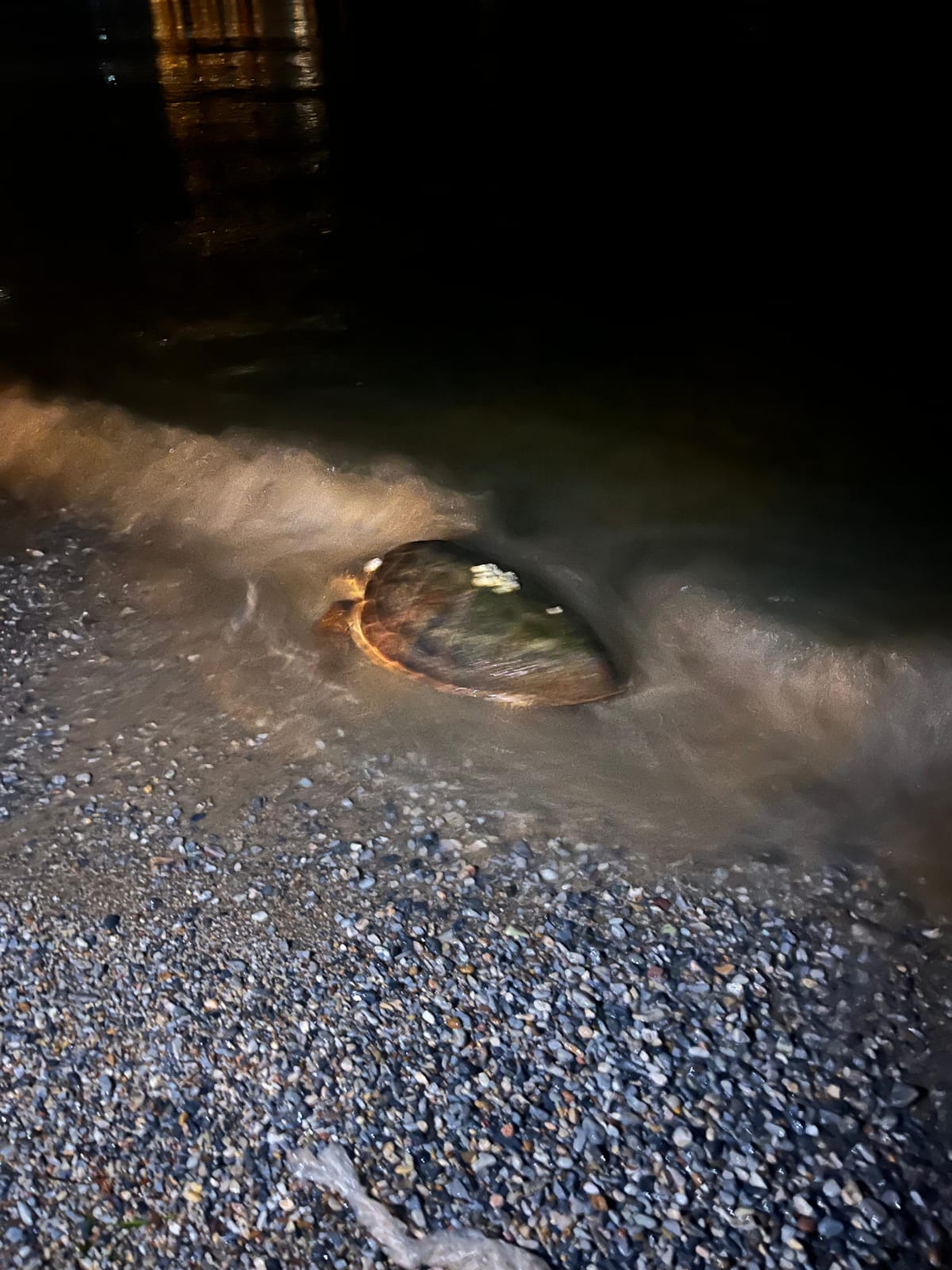 Caretta Caretta Gülkent Sahili'ne yanaştı