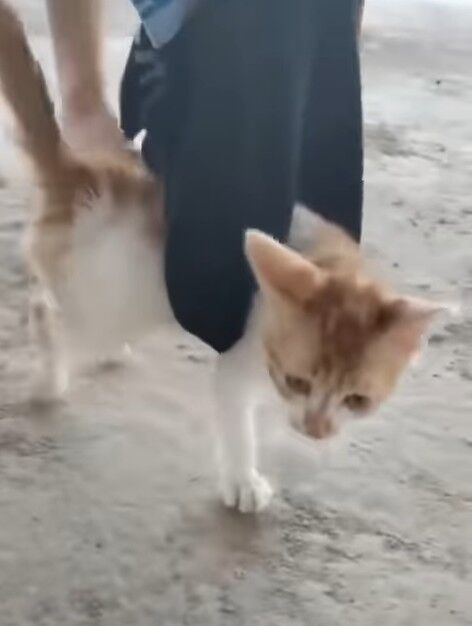 Nazillide Belediye Ile Hayvanseverler Karsi Karsiya Geldi Yarali Kedi Tartisma Baslatti 587522 27A32F41A49C21B60C0C3D3A720059Be