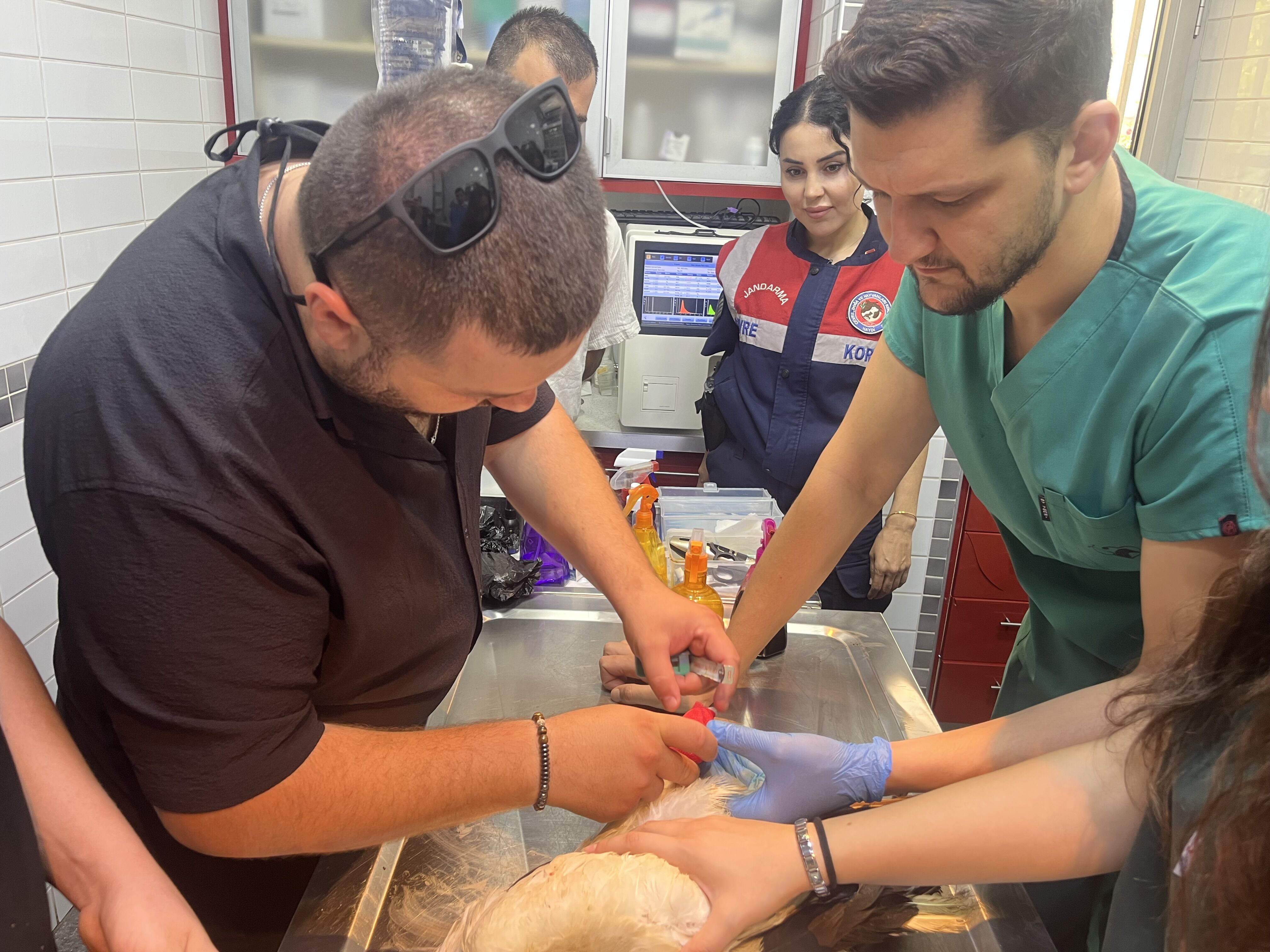 Nazilli’de kanatlı hayvanlar için rehabilitasyon merkezi talebi