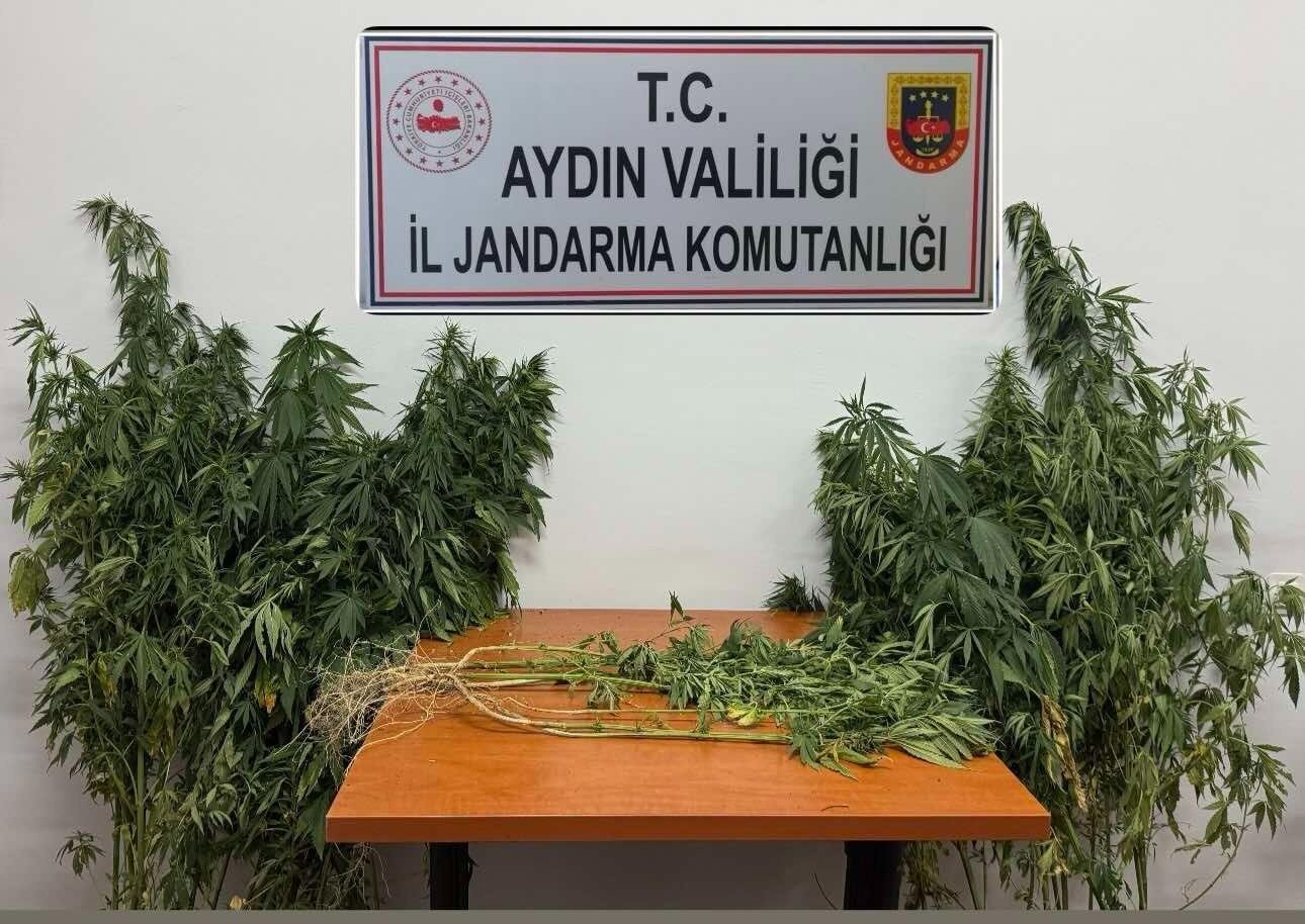 Nazilli’de kenevir eken 2 kişi yakalandı