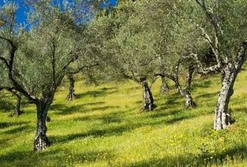 Zeytin üreticilerine kötü haber! Belediye 82 bin ağacın yok olabileceğini açıkladı