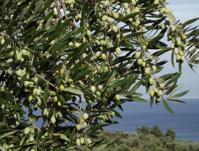 Zeytin üreticilerine kötü haber! Belediye 82 bin ağacın yok olabileceğini açıkladı