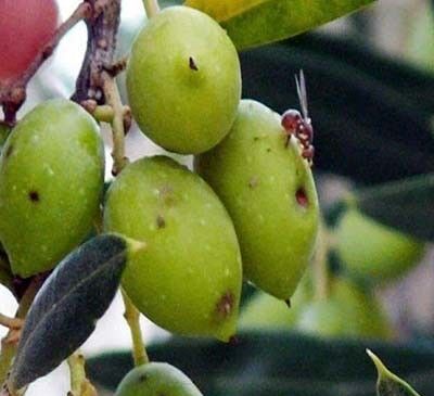 Zeytinde büyük hata kaybettiriyor! Aydın'da bunu yapmayan üretici verim beklemesin
