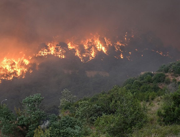 Böylesi ne görüldü ne duyuldu! Orman yangınının çıkış nedeni hayrete düşürdü