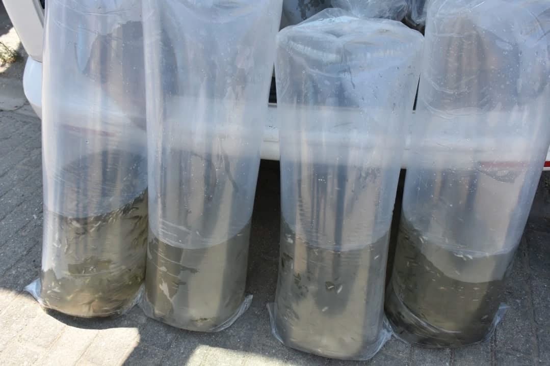 153 Bin Sazan Yavrusu Dogaya Salindi 588058 68B11Be4B02904563Dd4Adc408312Dd3