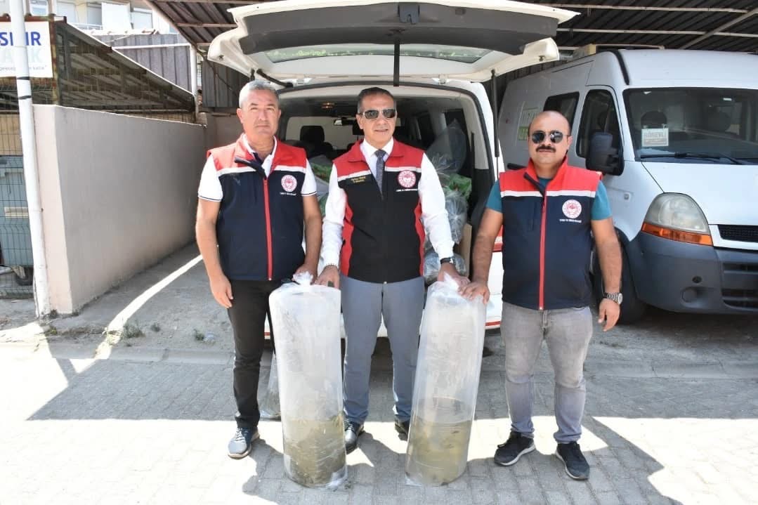 153 Bin Sazan Yavrusu Dogaya Salindi 588058 A1Fbdb46E56Cd9B39A4E886Ce08Ca175