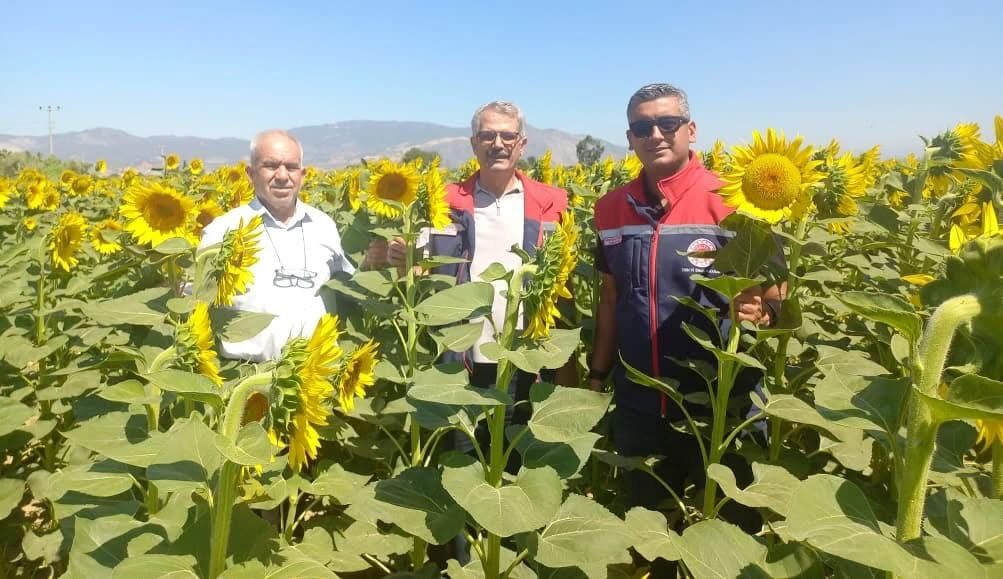 Aydın’da ayçiçeği hasadı başladı