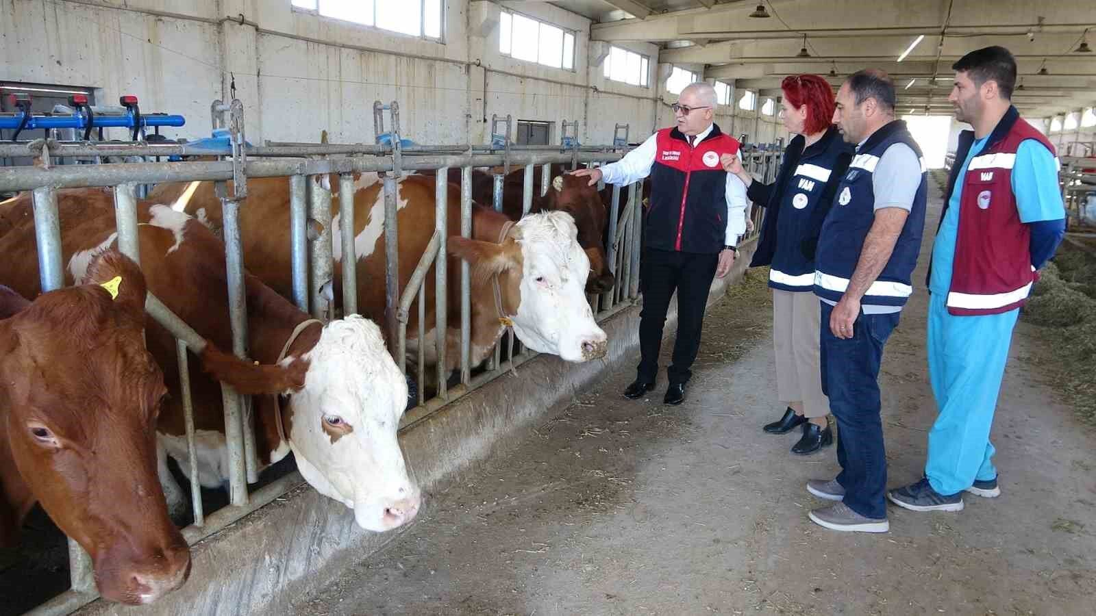 Aydın’da ithal hayvana ulaşmak zor