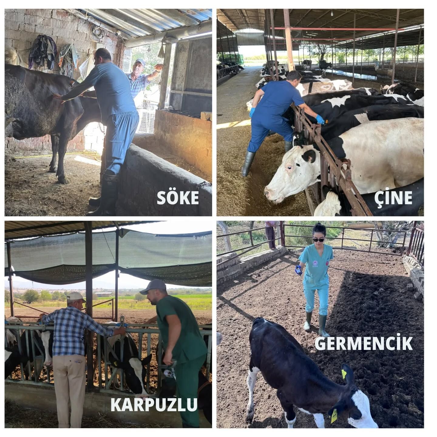 Aydinda Sap Hastaligina Karsi Mucadele Devam Ediyor Il Muduru Ayhan Temiz De Incelemelere Katildi 591482 64Bfff7892E14Ba98192Eafea3Ff988E