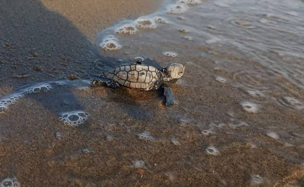 Aydinda Yavru Caretta Carettalar Yuvalarindan Cikti 588228 E13C89C8Aec9F8A44470B95A2Adb785D