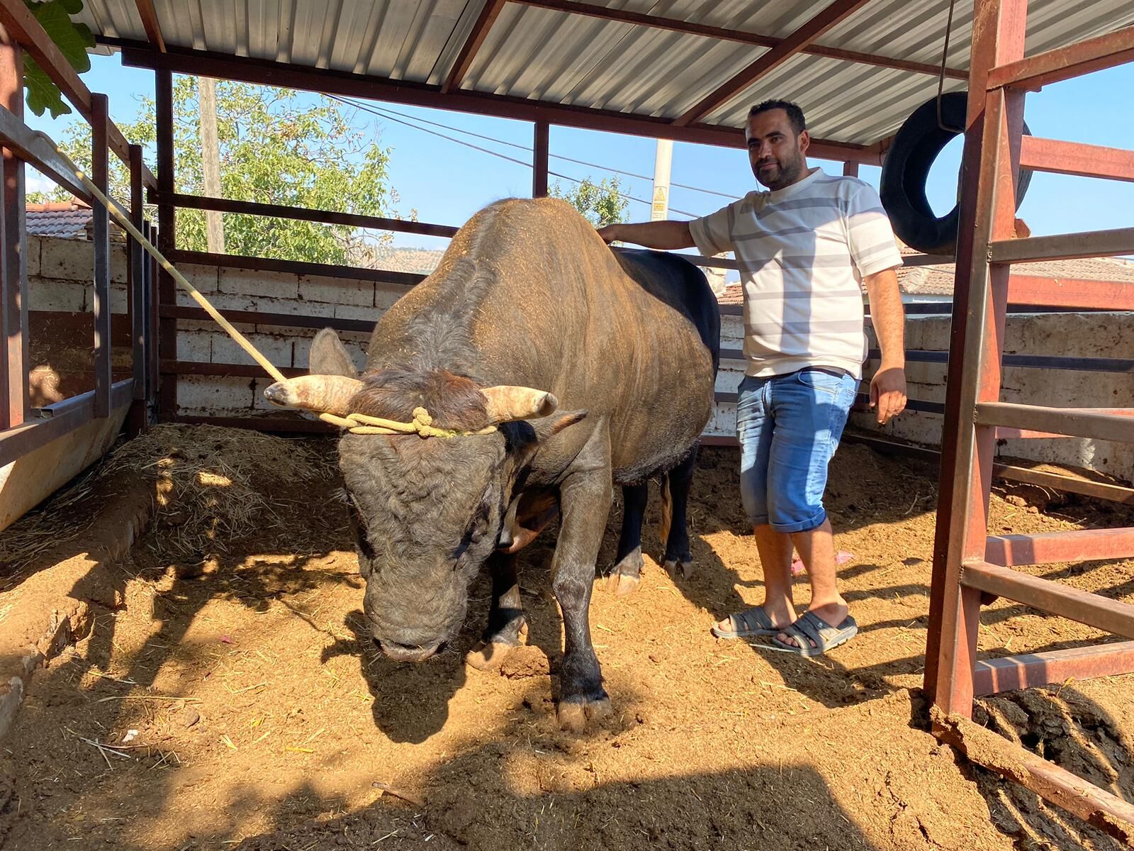 Germencik’in yörük köyünde 85 yıllık gelenek yaşatılıyor
