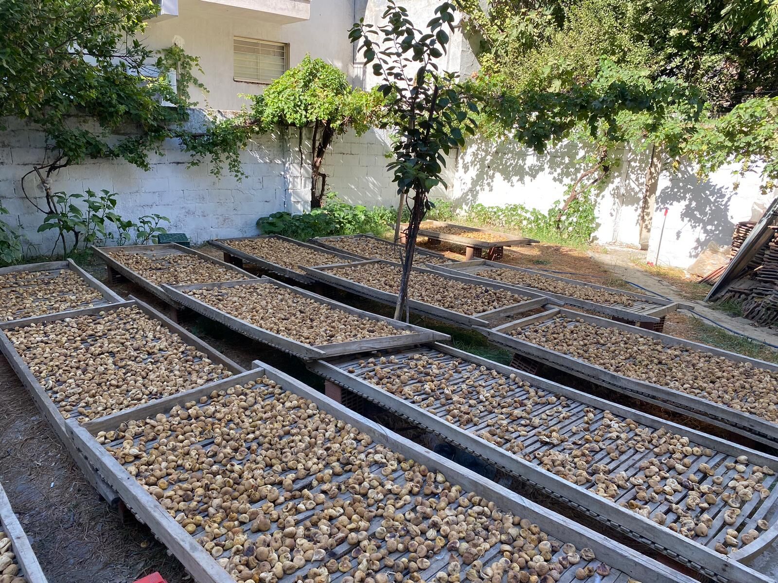 Germencik’te incirin ayıklanması toplanmasından daha zahmetli