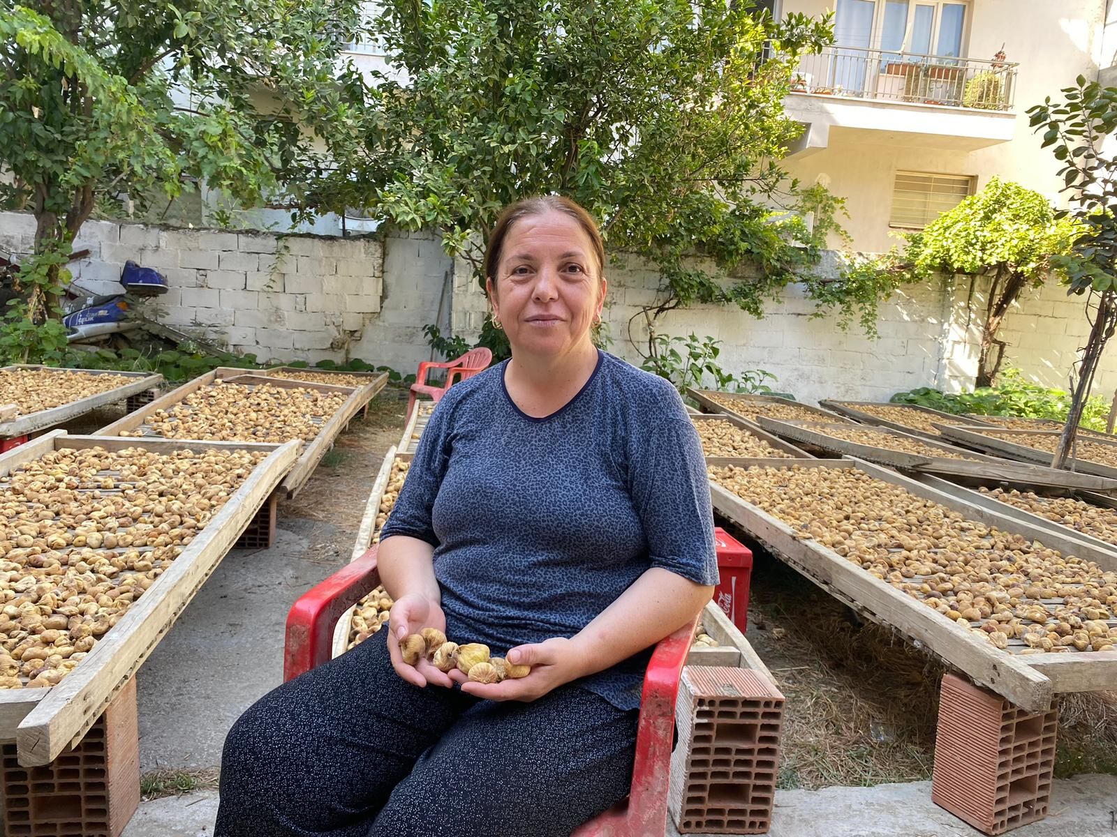 Germencik’te incirin ayıklanması toplanmasından daha zahmetli