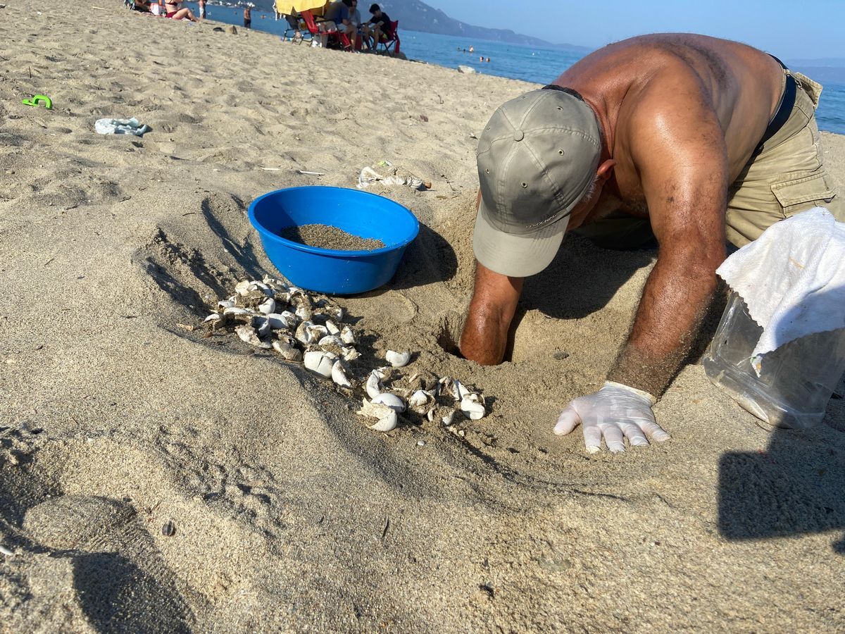Kusadasi Ve Didim Sahillerinde Caretta Caretta Heyecani 590445 84A6B0E22E86Cbb93F8F7D35Ace82664