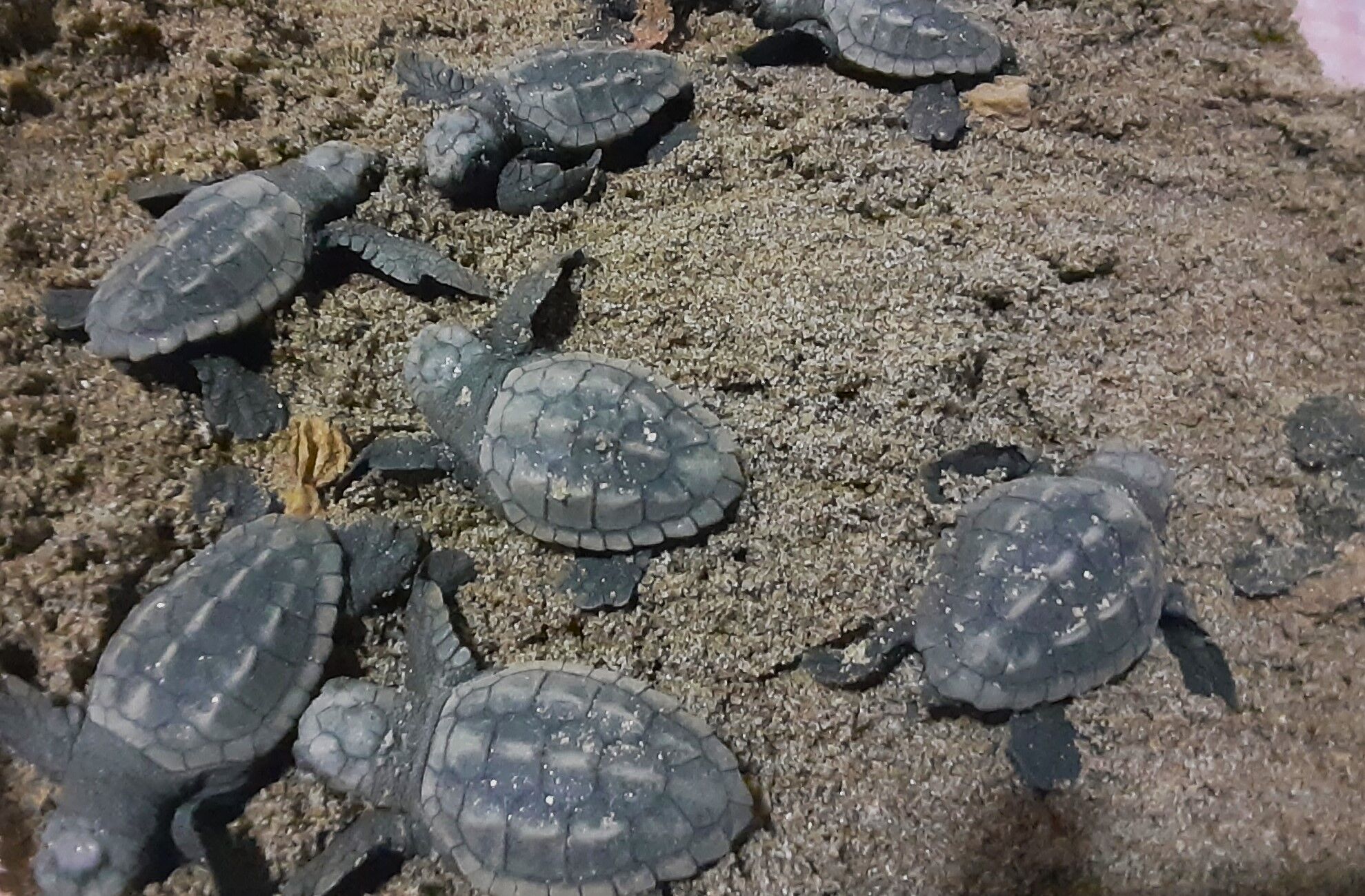 Kusadasi Ve Didim Sahillerinde Caretta Caretta Heyecani 590445 Eba3099230C3Ce73F71B6Dfe49F66Ec4