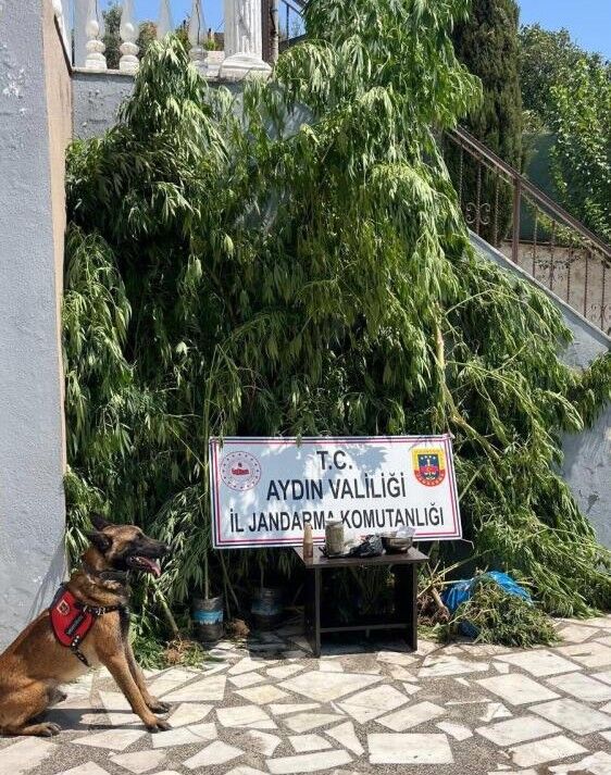 Aydın'da bahçeye saklayıp kurtulacağını sandı! Akıllı köpek ipliğini pazara çıkardı