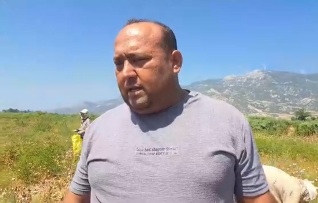 Söke Ovası’nda nostaljik pamuk hasadı