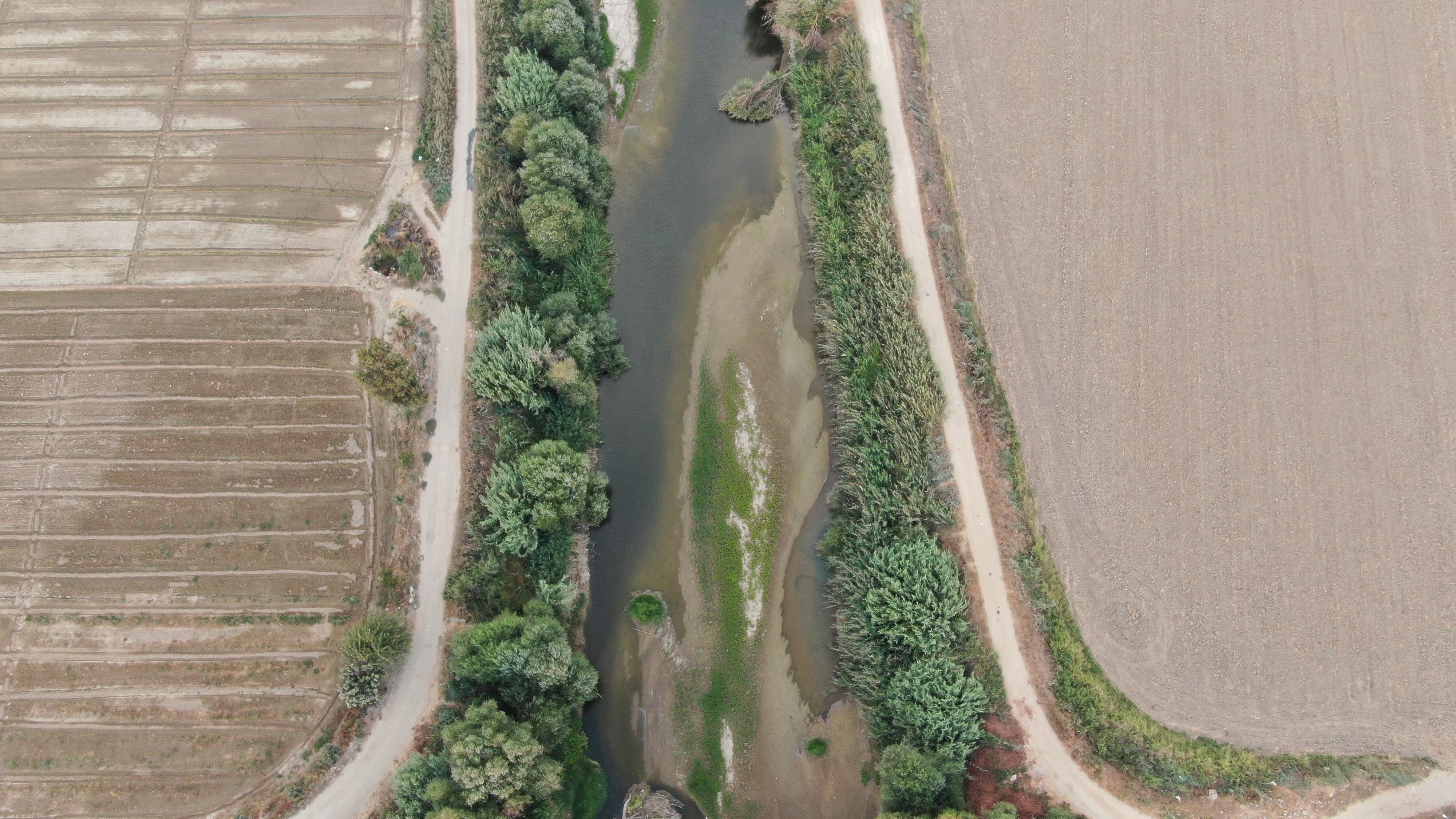 Aydın çiftçisi diken üstünde! Yağmur gelmezse büyük risk var