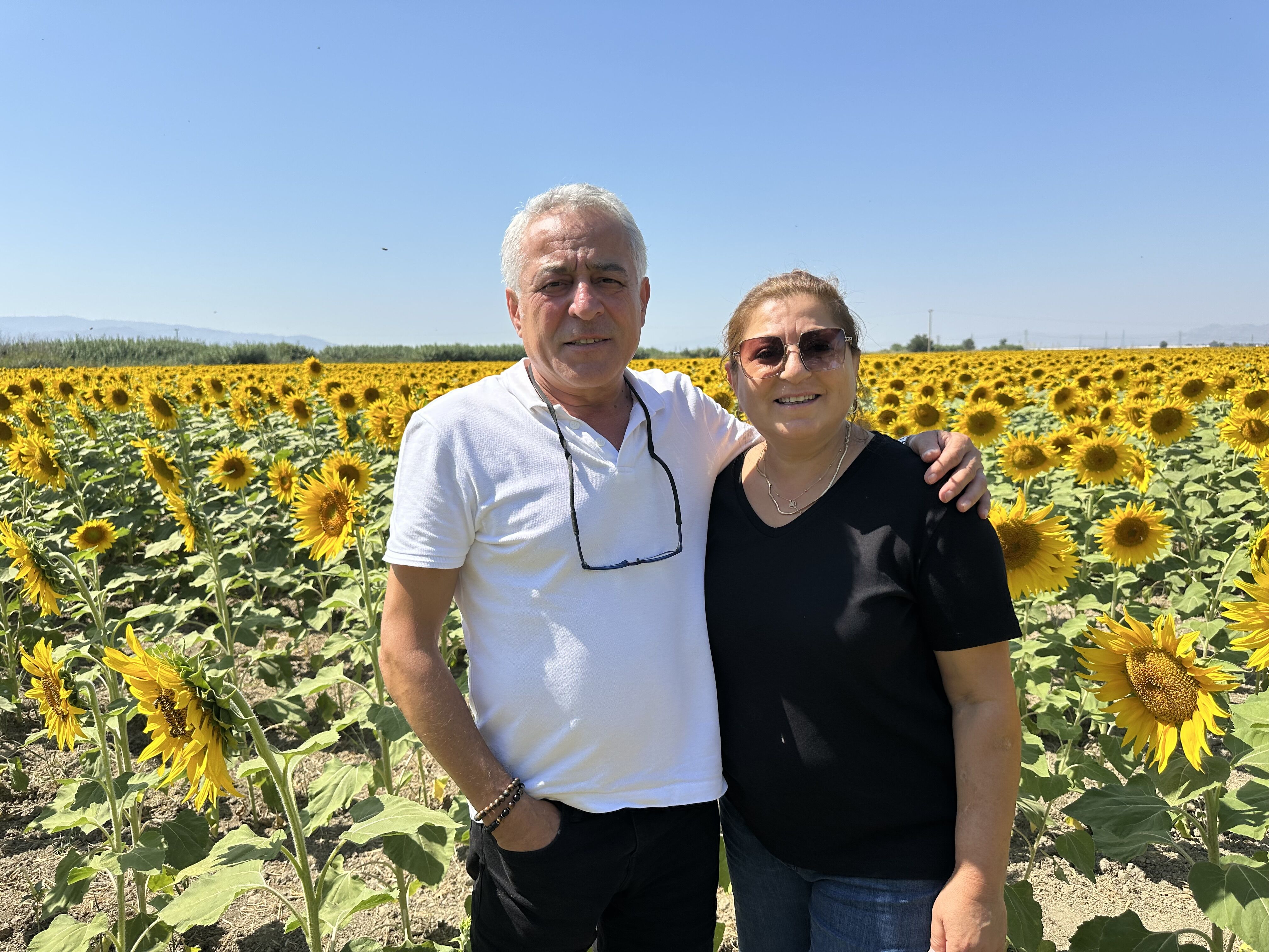 Aydın-Muğla kara yolunda ayçiçeği şöleni