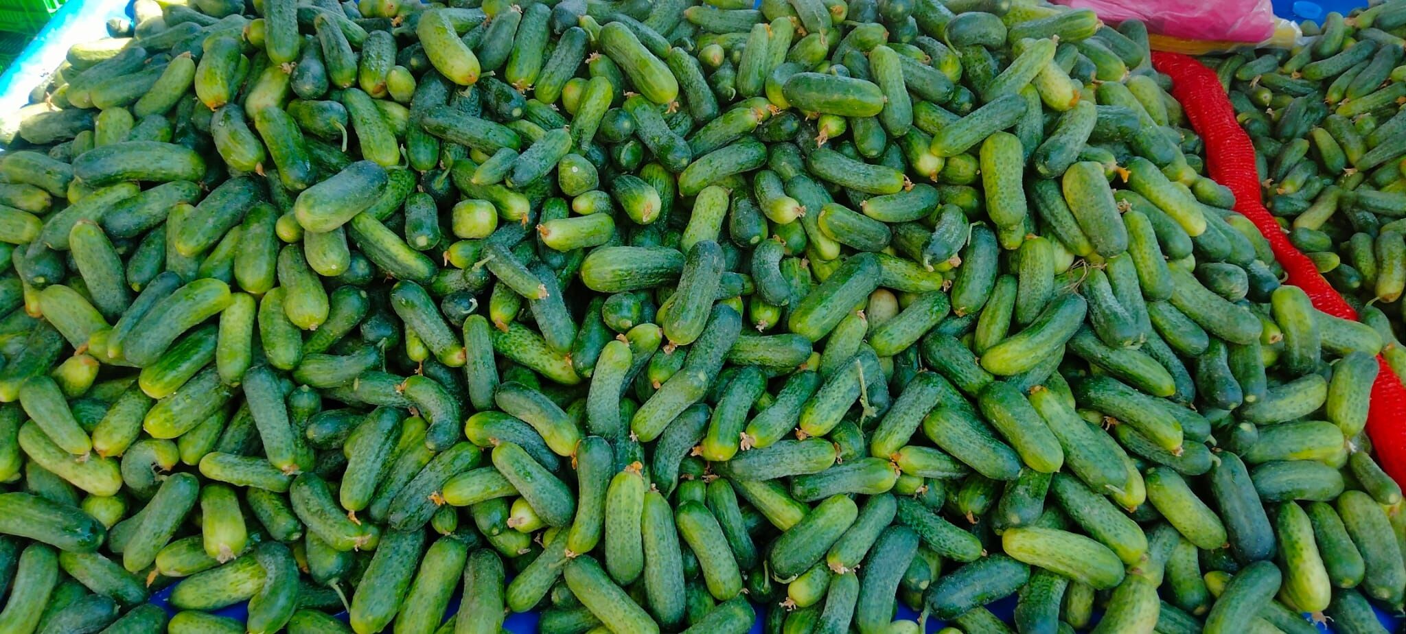 Aydin Pazarci Esnafindan Fabrikalara Sitem Fiyatlari Tursu Fabrikalari Belirliyor Betul 599266 2364Fc16C8Ec5Caf9B46Cbe57F3Ccacb