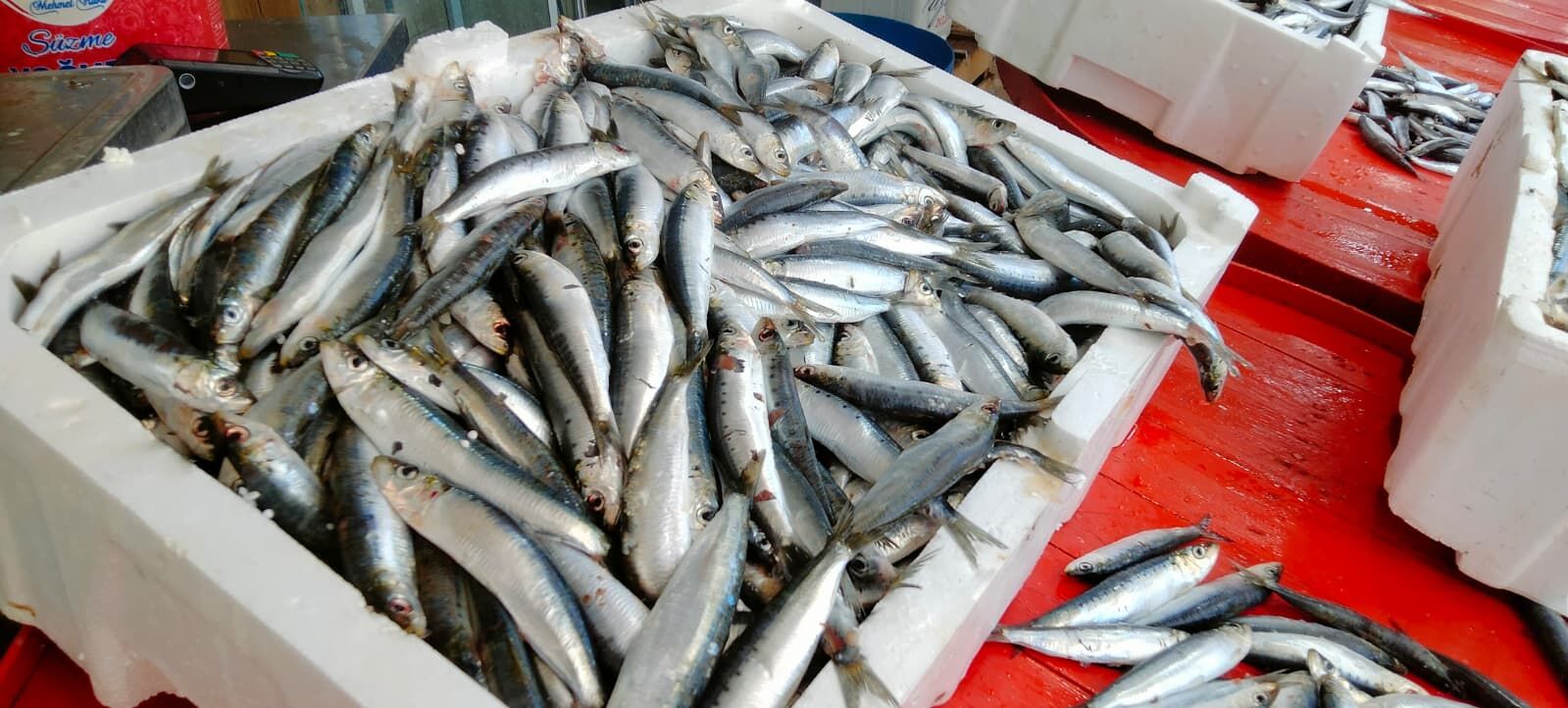 Aydın’da balık sezonu hareketli başladı