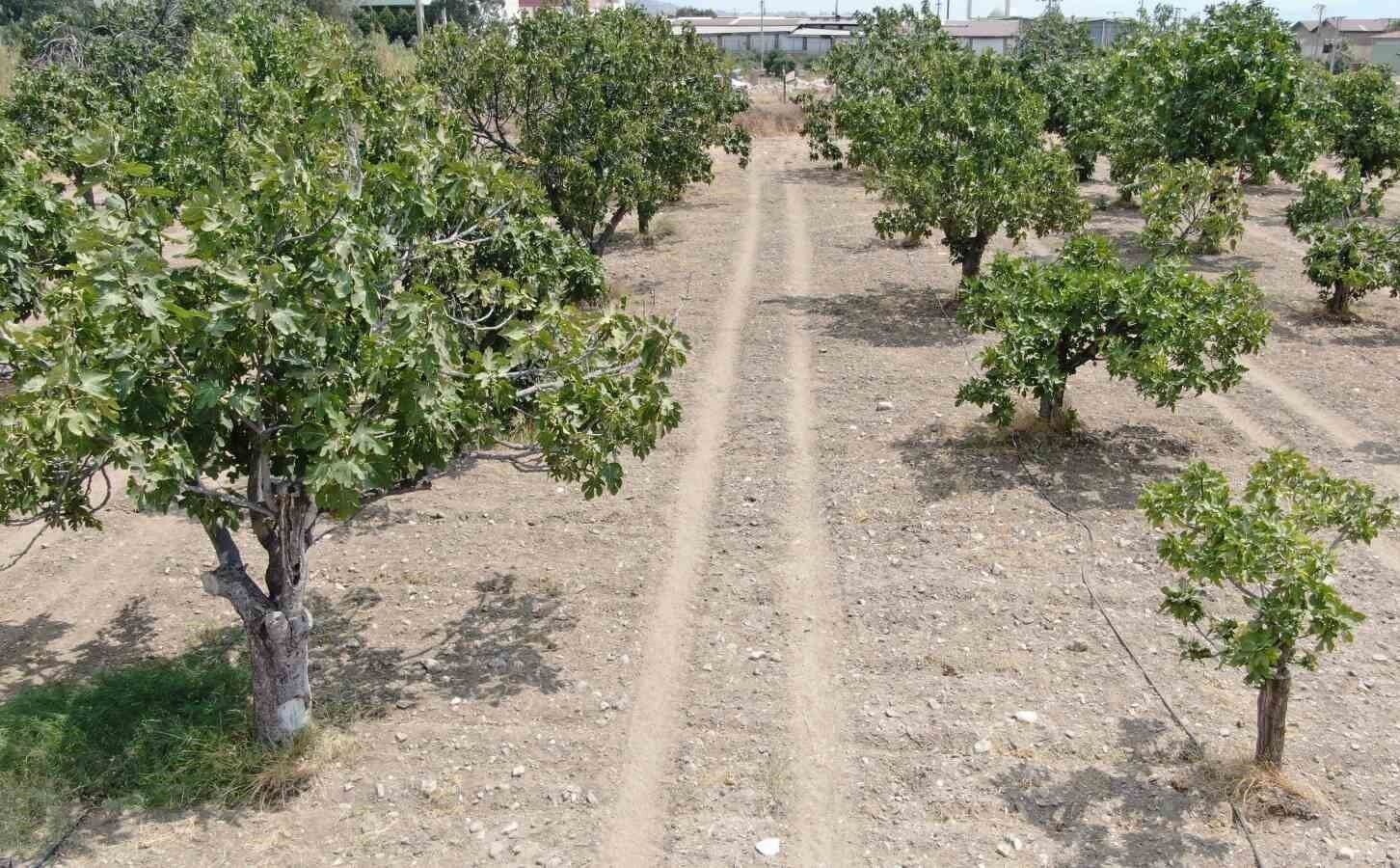 Aydın'da incir bu yıl çok farklı! Hasat sonu yüzler gülüyor