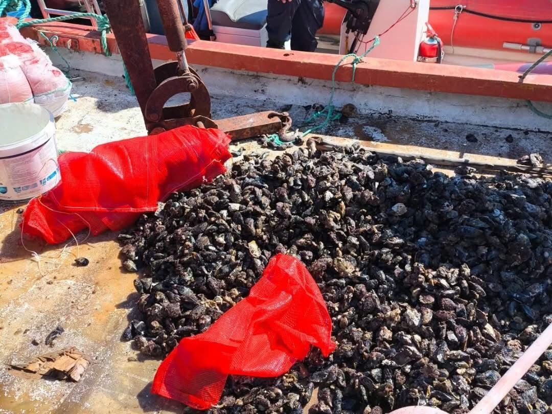 Aydinda Kacak Midye Avciligina Gecit Yok 600 Kilogram Midye Denize Birakildi 600233 Ae51Dde8690256Dcfad066452C1Fd5D2