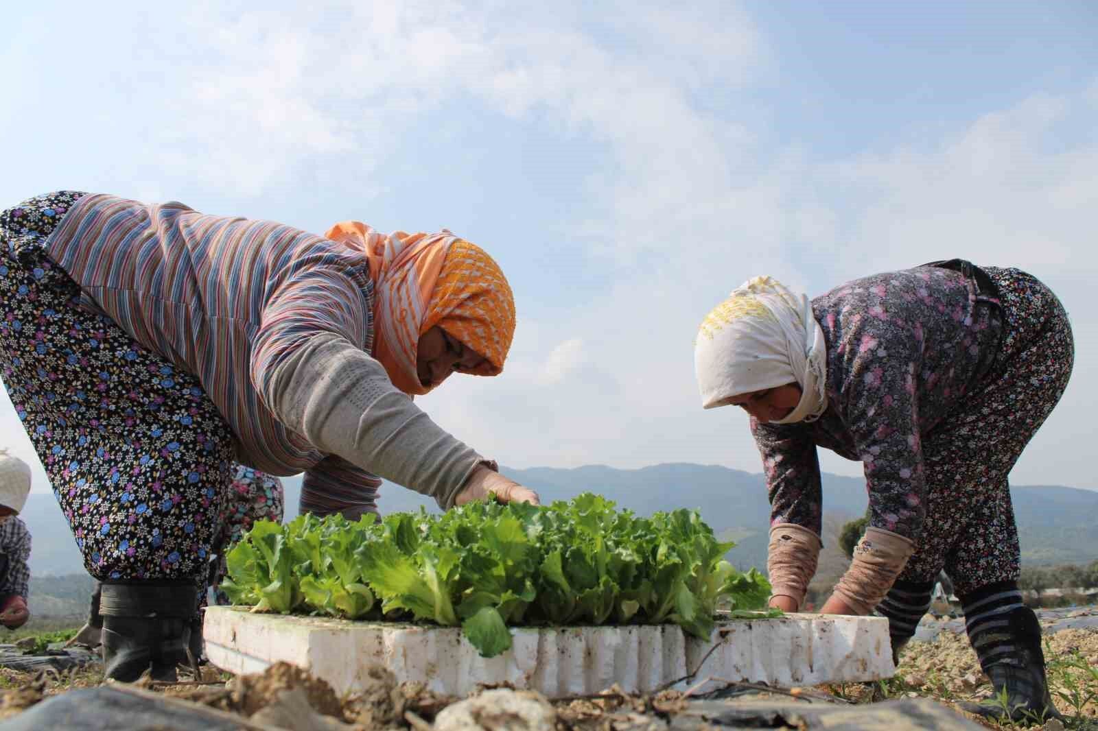 Aydın’da tarımın geleceği tehlikede